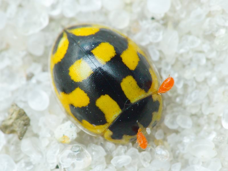 Propylea quatuordecimpunctata (Linnaeus, 1758)